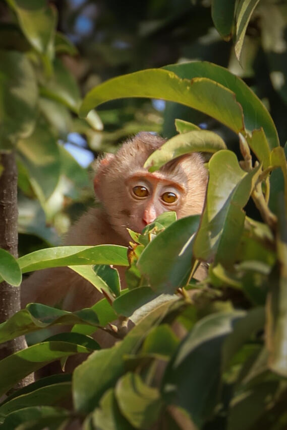 Monkeys of Mondulkiri forest Monkeys of Mondulkiri forest