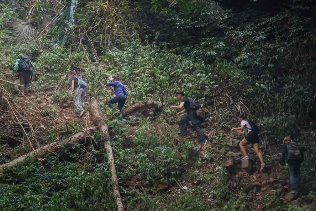 Jungle trek Jungle trek